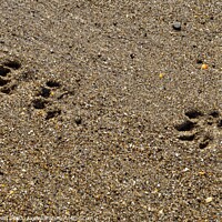 Buy canvas prints of Paw Prints On The Beach by David Pyatt