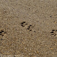 Buy canvas prints of Dog Paws On The Beach by David Pyatt