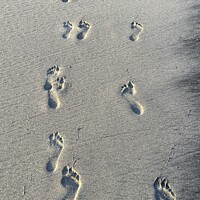 Buy canvas prints of Caribbean Beach Footprints  by David Pyatt