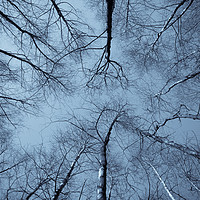 Buy canvas prints of Epping  Forest trees by David Pyatt