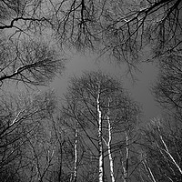 Buy canvas prints of Epping  Forest trees by David Pyatt