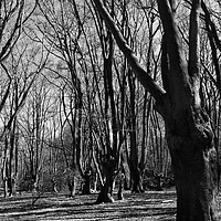 Buy canvas prints of Epping  Forest by David Pyatt
