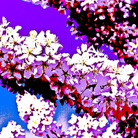 Buy canvas prints of Cherry Blossom Art by David Pyatt