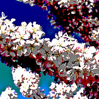 Buy canvas prints of Cherry Blossom Art by David Pyatt