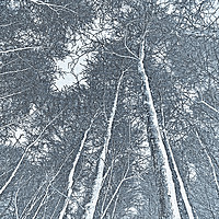 Buy canvas prints of Forest art by David Pyatt