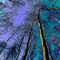 Buy canvas prints of Epping Forest Trees by David Pyatt