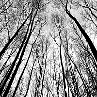 Buy canvas prints of Forest Trees by David Pyatt