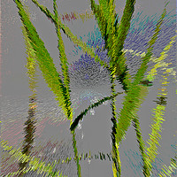 Buy canvas prints of Water Reed Digital art by David Pyatt