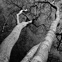 Buy canvas prints of Wild Wood Trees by David Pyatt