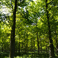 Buy canvas prints of Peaceful Forest by David Pyatt