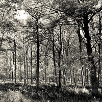 Buy canvas prints of A English forest by David Pyatt
