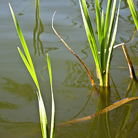 Buy canvas prints of Water Reeds by David Pyatt