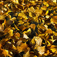 Buy canvas prints of Golden Autumn Leaves by David Pyatt