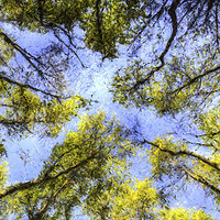 Buy canvas prints of The Tree Canopy Art by David Pyatt