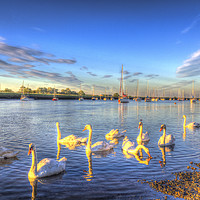 Buy canvas prints of Sunset Swans by David Pyatt