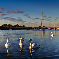 Buy canvas prints of Summer evening swans by David Pyatt