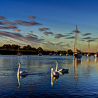 Buy canvas prints of Graceful evening swans by David Pyatt