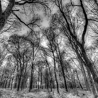 Buy canvas prints of The Infared Forest by David Pyatt