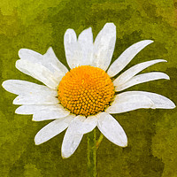 Buy canvas prints of The Daisy Art by David Pyatt