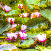 Buy canvas prints of Water Lily Art by David Pyatt