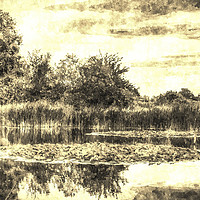 Buy canvas prints of The Lily Pond Vintage by David Pyatt