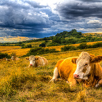 Buy canvas prints of Resting Cows by David Pyatt
