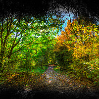 Buy canvas prints of The Early Autumn Forest Vignette  by David Pyatt