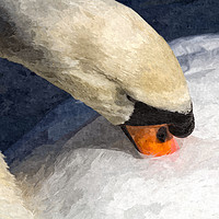 Buy canvas prints of The Preening Swan Art by David Pyatt