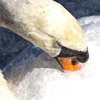Buy canvas prints of The Proud Swan Art by David Pyatt