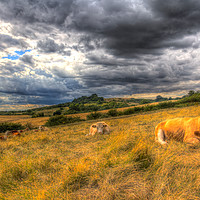 Buy canvas prints of The Resting Cows by David Pyatt