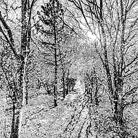 Buy canvas prints of Monochrome Snow Forest Art by David Pyatt