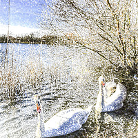 Buy canvas prints of Snow Swans Art by David Pyatt