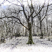 Buy canvas prints of English Forest Snow Art by David Pyatt