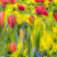 Buy canvas prints of Pastel Summer Flowers  by David Pyatt