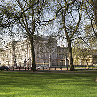 Buy canvas prints of Buckingham Palace Through The Trees by David Pyatt