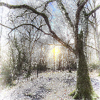 Buy canvas prints of The Snow Forest Art by David Pyatt