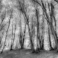 Buy canvas prints of The Ghostly Forest by David Pyatt