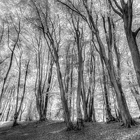 Buy canvas prints of The Ghost Forest by David Pyatt