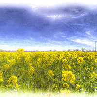 Buy canvas prints of Yellow Fields Of Summer Art by David Pyatt