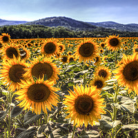 Buy canvas prints of Sunflower Summer Fields by David Pyatt