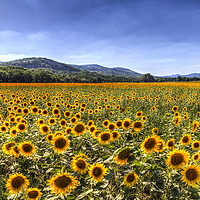 Buy canvas prints of Sunflower Fields Of Summer  by David Pyatt