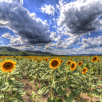 Buy canvas prints of Summer Sunflower Landscape  by David Pyatt