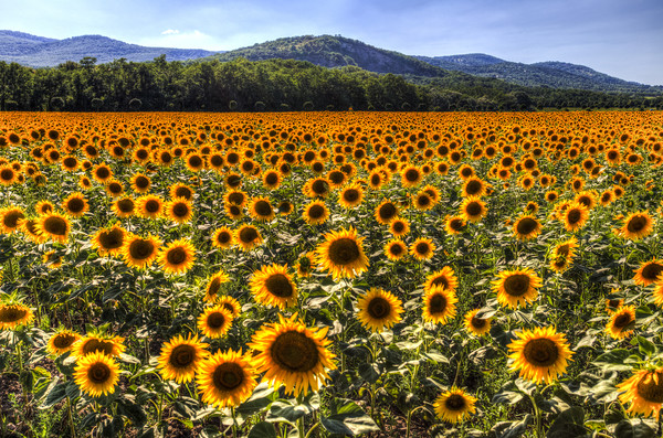 Sunflower Fields Of Summer  Framed Print by David Pyatt
