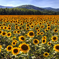 Buy canvas prints of Sunflower Fields Of Summer  by David Pyatt