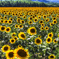 Buy canvas prints of Sunflower Fields Of Dreams  by David Pyatt