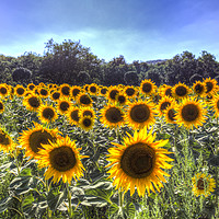 Buy canvas prints of Sunflower Fields Of Dreams  by David Pyatt