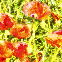 Buy canvas prints of Poppy Watercolour Art by David Pyatt