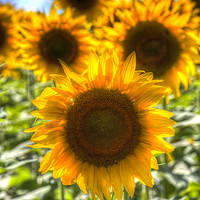 Buy canvas prints of Sunflower Summer Days by David Pyatt