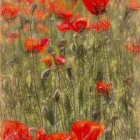 Buy canvas prints of Summer Poppy's Art by David Pyatt