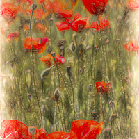 Buy canvas prints of Poppy Summer Art by David Pyatt